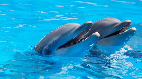Comment observer des dauphins en france en toute sécurité ?